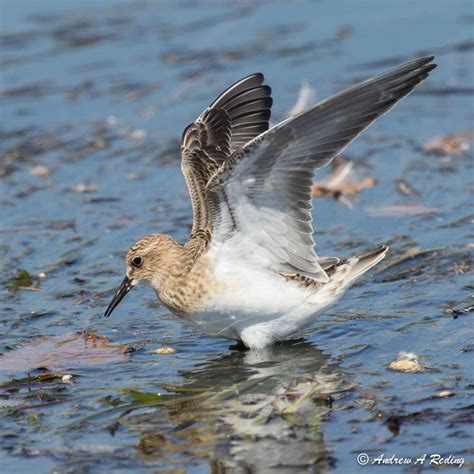 Bairds Sandpiper Ebirdr