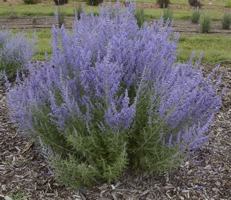 10 Seeds - Russian Sage - Hardy Perennial - Seeds & Bulbs