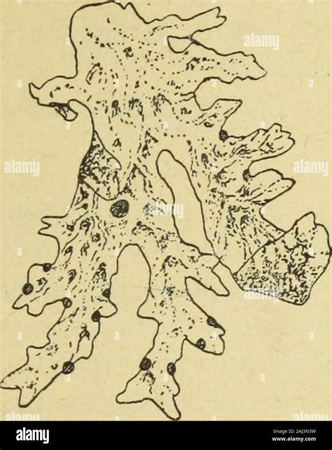 BoletiÌn de la Sociedad Aragonesa de Ciencias Naturales papillarls