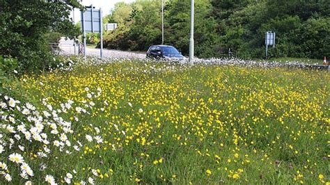 Coronavirus Roadside Wildflowers Bloom Under Lockdown BBC News