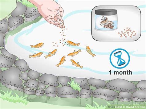 Learn How To Do Anything How To Breed Koi Fish