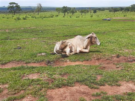 Pecuarista deixa 14 cabeças de gado morrerem de fome e é multado em R