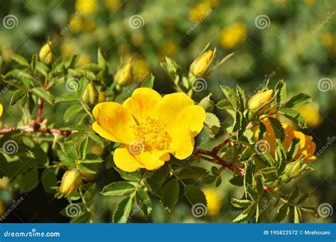 Rosa Foetida Persian Yellow Rose Stock Photo Image Of Scent