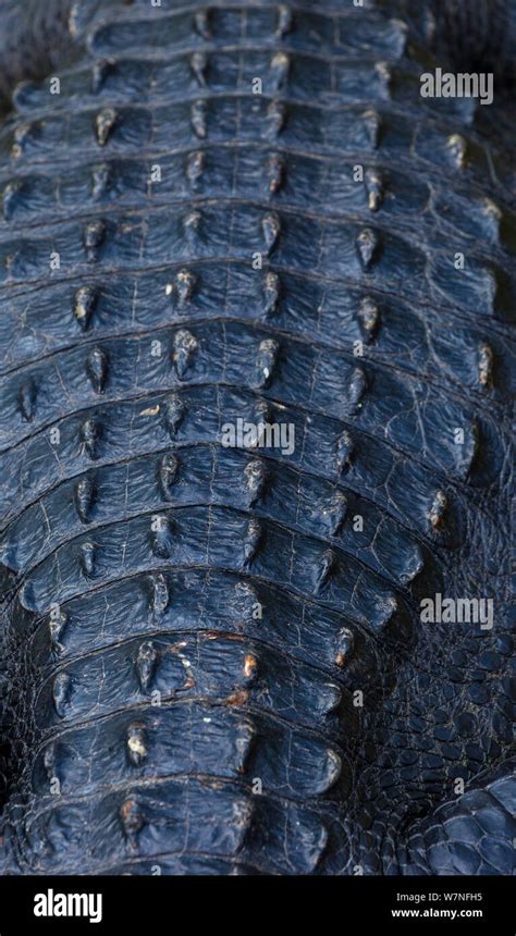 Dorsal Scales Of American Alligator Alligator Mississippiensis