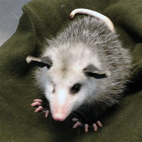 A Baby Possum Story