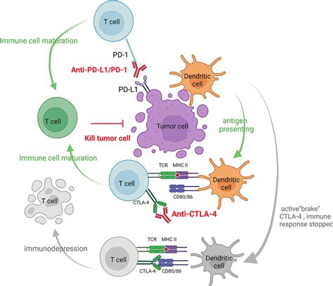 Illustration Of Ctla 4 And Pd 1 Download Scientific Diagram