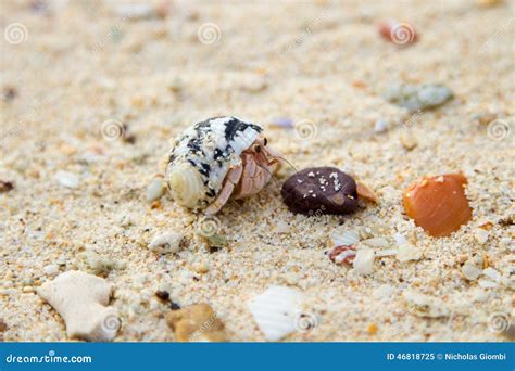 Cute Hermit Crab Stock Image Image Of Thai Hunting 46818725