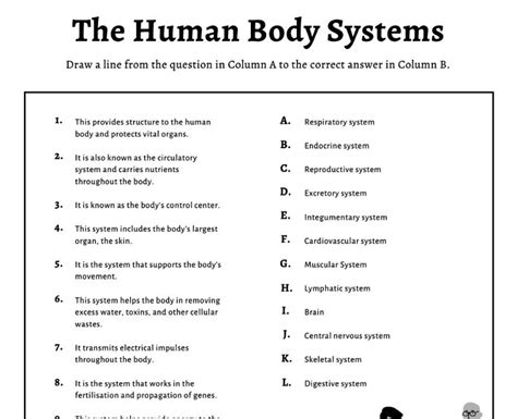 Body Systems Activity Function Of Body Systems Worksheet Jaxon Lynn