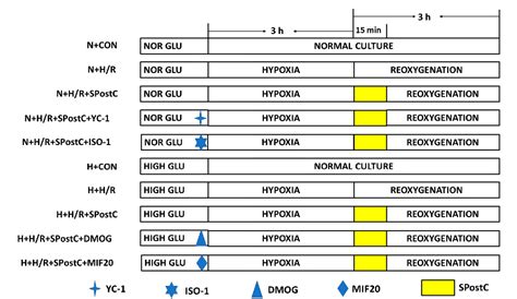 Figure From Sevoflurane Postconditioning Attenuates Hypoxia