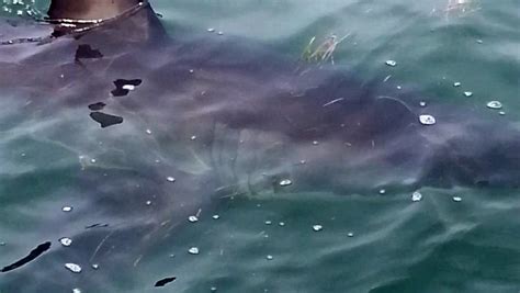 Great white shark in Lake Macquarie | Newcastle Herald | Newcastle, NSW