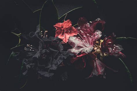 Inflorescence on Behance