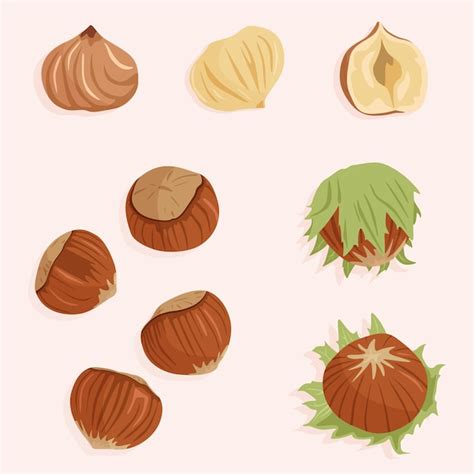 Premium Vector Hazelnut Kernels