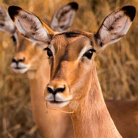 Kruger Park Camping Safari