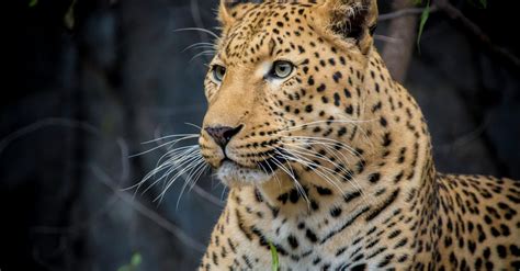 Jaguar Close-up Photography · Free Stock Photo