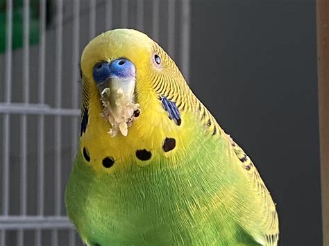 He Saw A Fly Land On The Window While He Was Eatingthe Horror Rbudgies