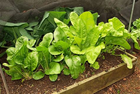 Marks Veg Plot Perpetual Spinach