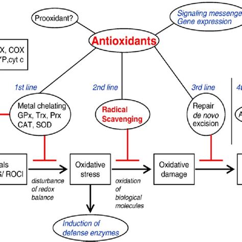 3 Defense Network In Vivo Against Oxidative Stress Various