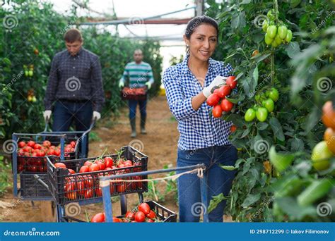 Team Of Workers Harvests Ripe Tomatoes In Greenhouse Stock Image