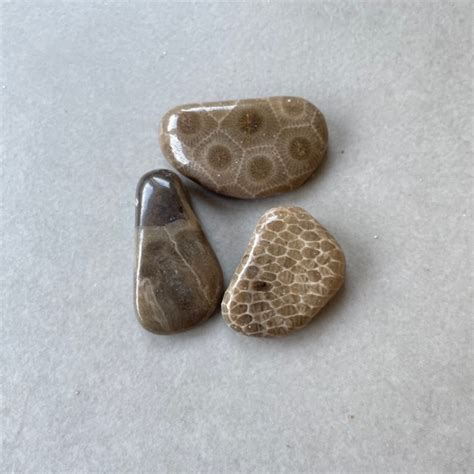 Petoskey Stone (Tumbled) - The Crystal People