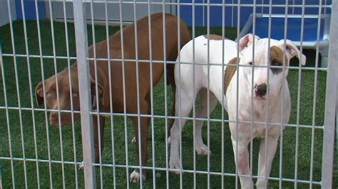 Austin animal shelters hit capacity, waive adoption fees | WOAI