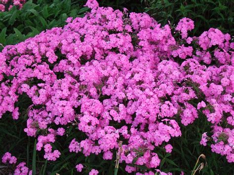 Top 15 Best Perennials For Your Garden