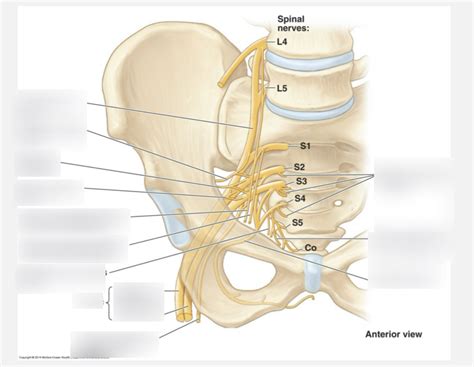 Sacral Plexus Diagram Quizlet