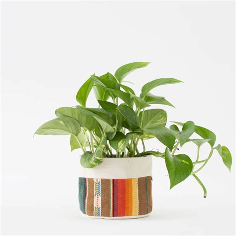 Gcw Medium Natural Canvas Sitting Planter Orange Rancho Diaz