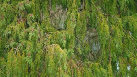 Evergreen Tree Of Thuja Thuja Occidentalis Is An Evergreen Coniferous