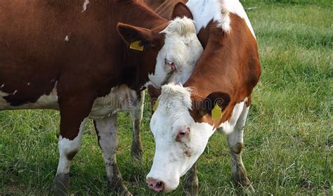 Two Cows Together Love And Hug Love Brown Cows Stock Photo Image