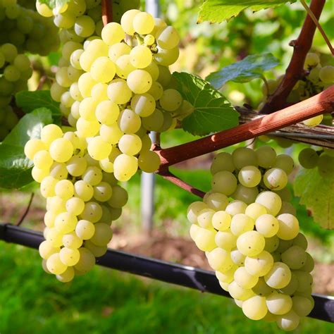 Chardonnay