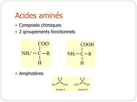 PPT Les acides aminés PowerPoint Presentation free download ID 3600579