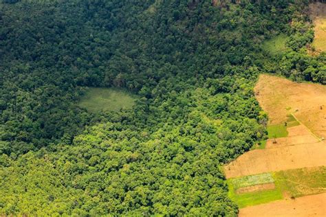 Brasil Perdeu Milh Es De Hectares De Vegeta O Natural Em Anos