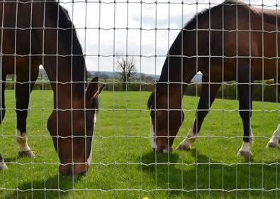 No Climb Horse Fence with Wood Posts and T-posts