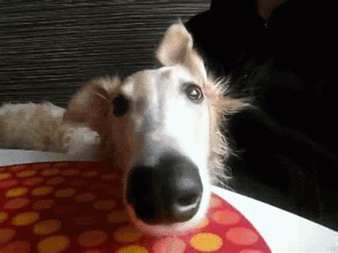 Funny Dog GIF - Funny Dog - Discover & Share GIFs