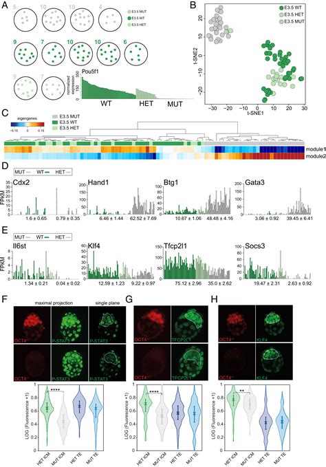 Oct4 Induces Embryonic Pluripotency Via Stat3 Signaling And Metabolic