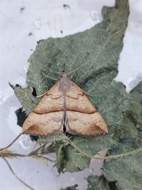 Bestimmung Falter Schmetterlinge Bestimmen Actias