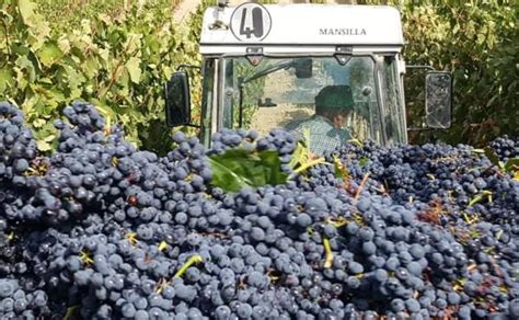 Bodegas Juan Campin N Y Cora De Pan Y Vino I