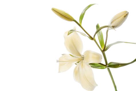 Remembering Ginger Henry | Obituaries | Maryville Memorial Funeral Home