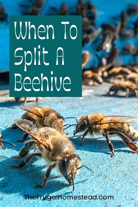 How To Split A Beehive Today I Am Going To Show You When And How We