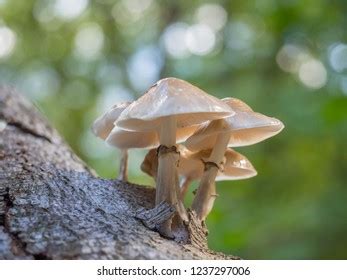 Porcelain Fungus Oudemansiella Mucida Stock Photo Shutterstock