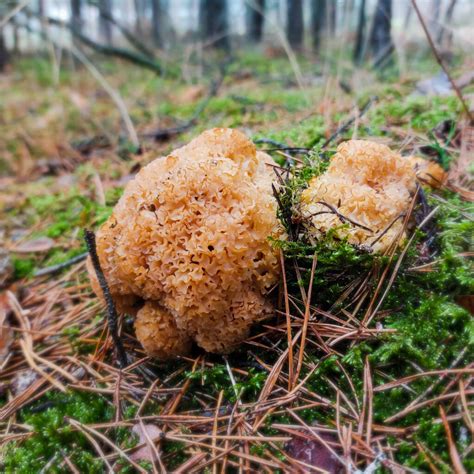 Siedzuń kozia broda szmaciak Betree pl