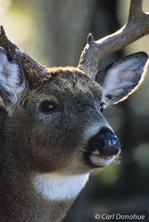 Whitetail Deer Cades Cove Great Smoky Mountains Tennessee Carl