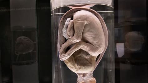 unborn baby      hd stock footage clips pixabay