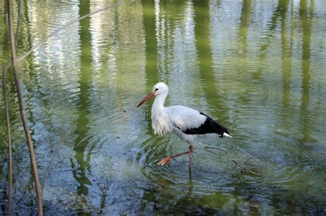 White Stork In The Water Stock Photo Image Of Spring 114316158