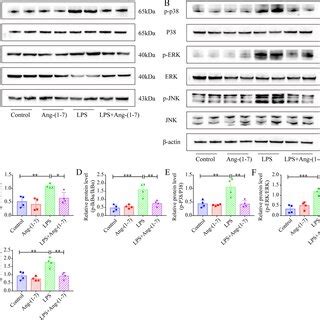 Ang 17 suppresses the upregulation of the NF κB and MAPK pathways in