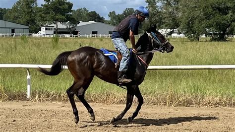 Equine Speed Mechanics: A Guide To Fast Horses