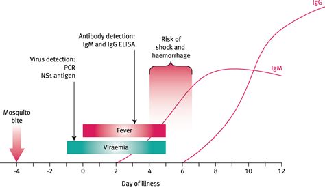 Phases Of Dengue