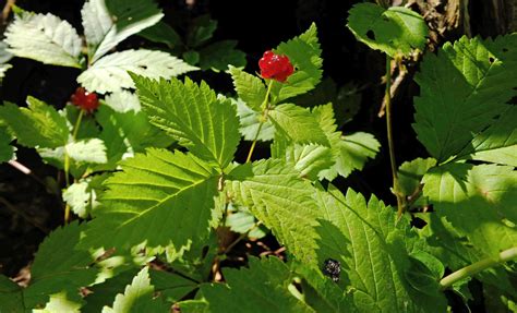 Rubus Pubescens Rosaceae Image At Phytoimages Siu Edu