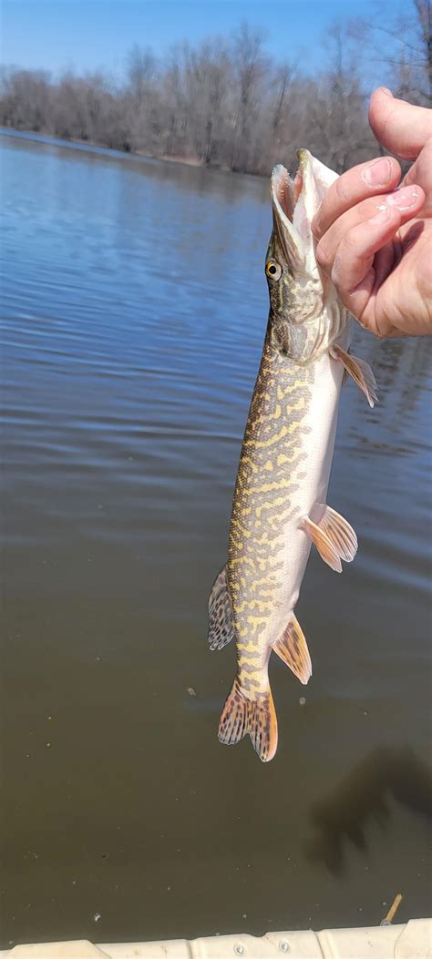 I caught a natural Tiger Muskie! No Stocking. I didn't even know muskie ...