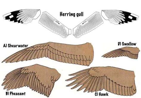 Herring Gull Glider Aircraft Bird Wings Bird Wings Drawing